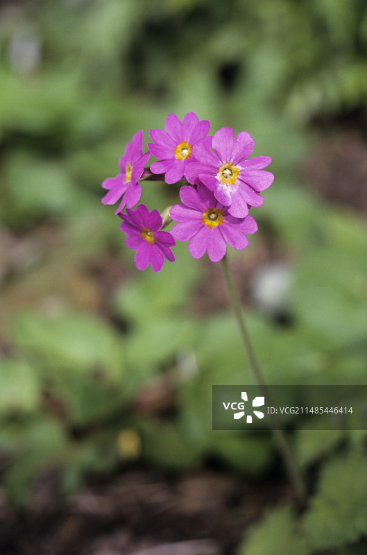 樱草属植物图片素材