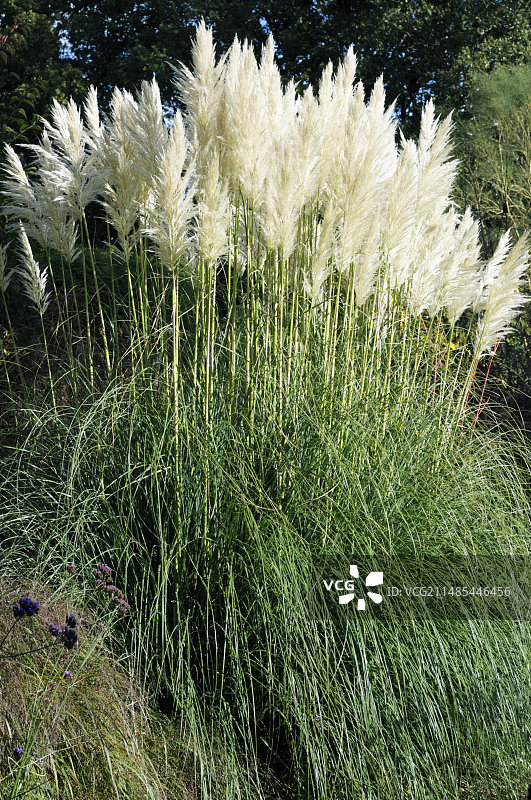 蒲苇草图片素材