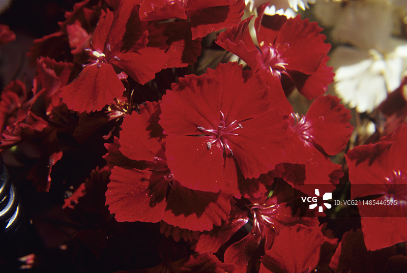 香石竹花图片素材