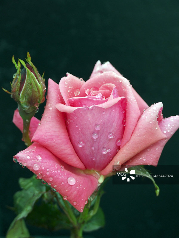 绽放的“时尚”月季花图片素材