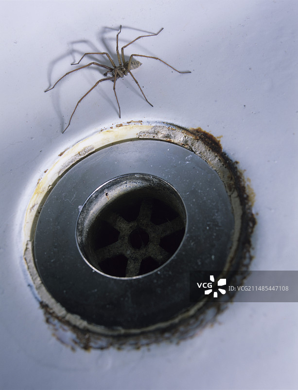 室内蜘蛛图片素材