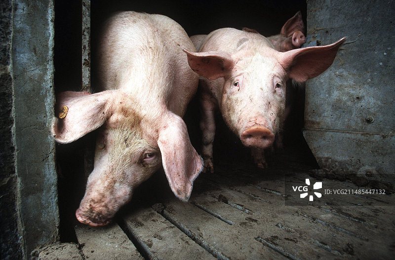 猪拥挤图片素材