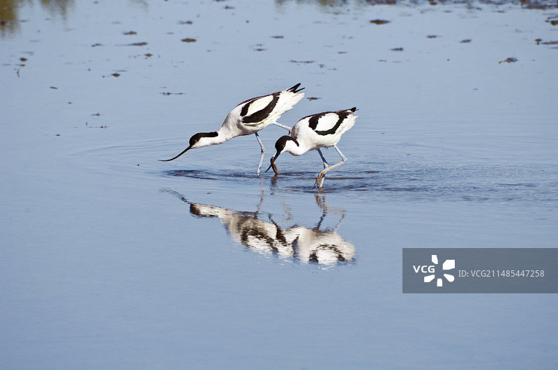反嘴鹬觅食图片素材
