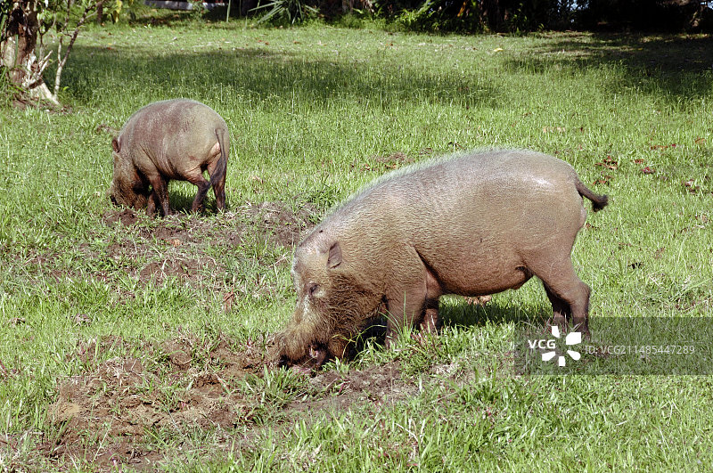 正在觅食的野猪群图片素材