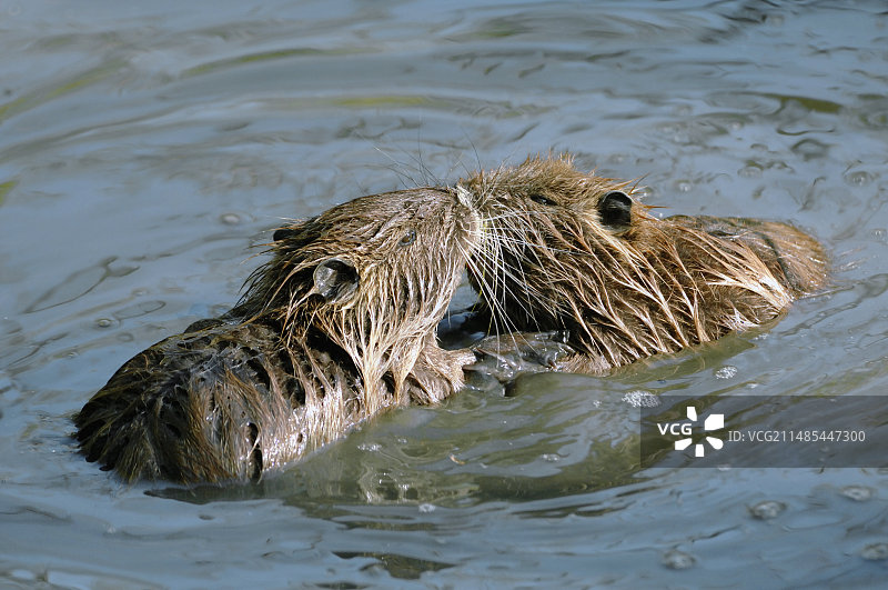 嬉戏的小河狸图片素材