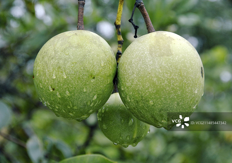 自杀树（海檬果）果实图片素材