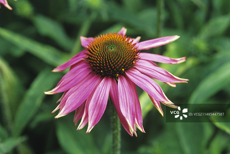 紫锥花图片素材