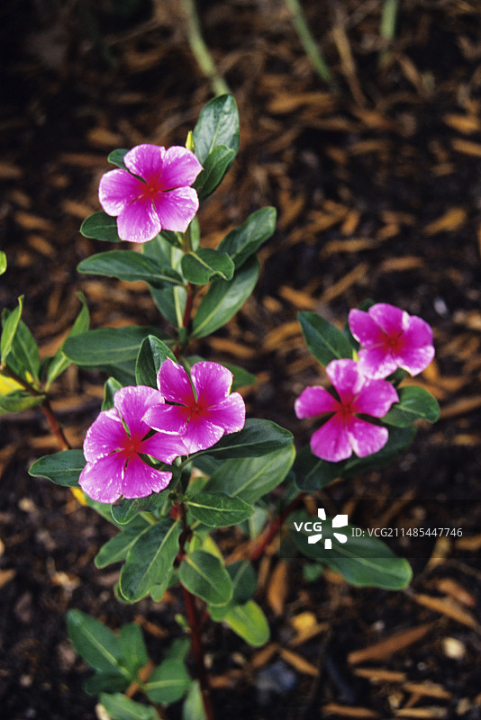 马达加斯加长春花图片素材