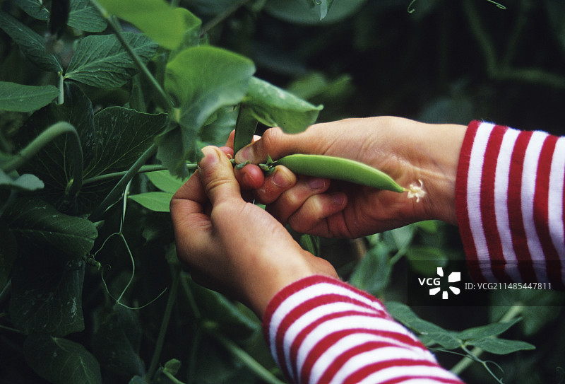 采摘糖豌豆图片素材