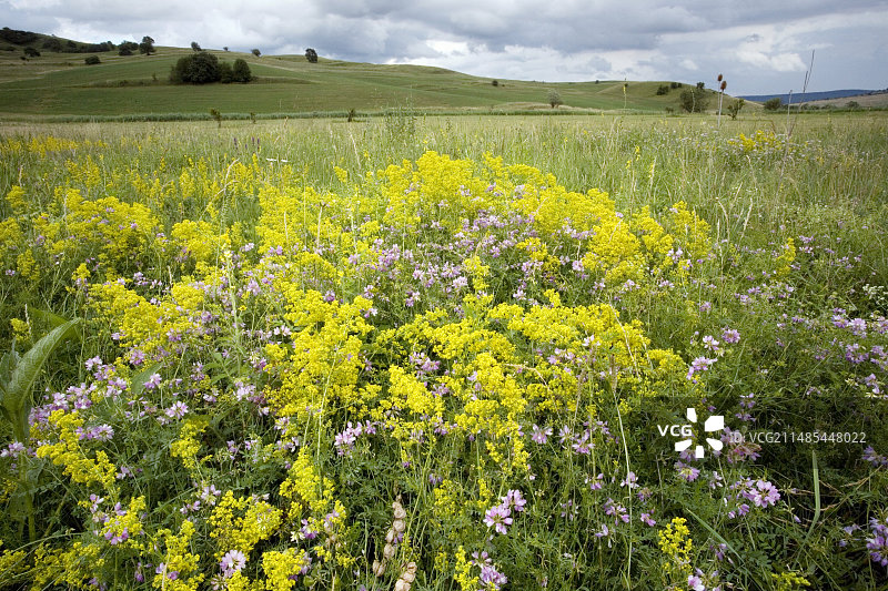 鲜花草甸图片素材