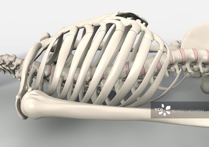 骨骼的躯干艺术作品图片素材
