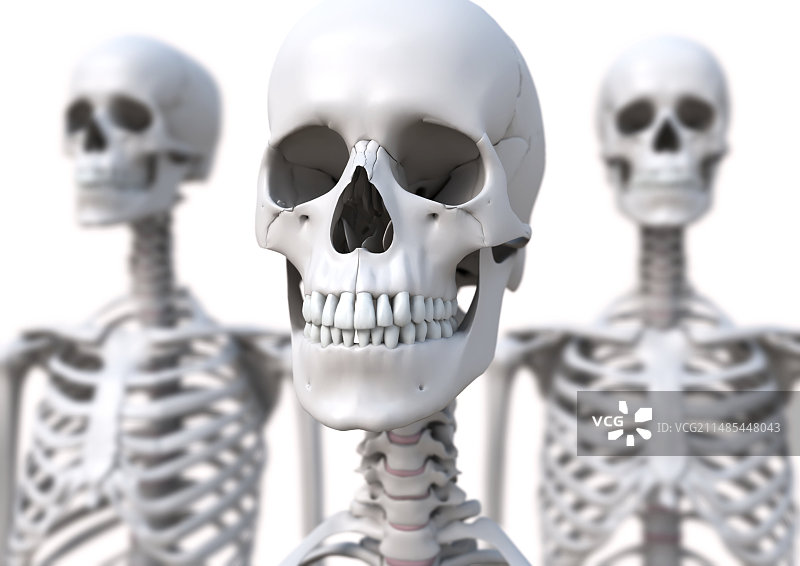 骨骼艺术作品图片素材
