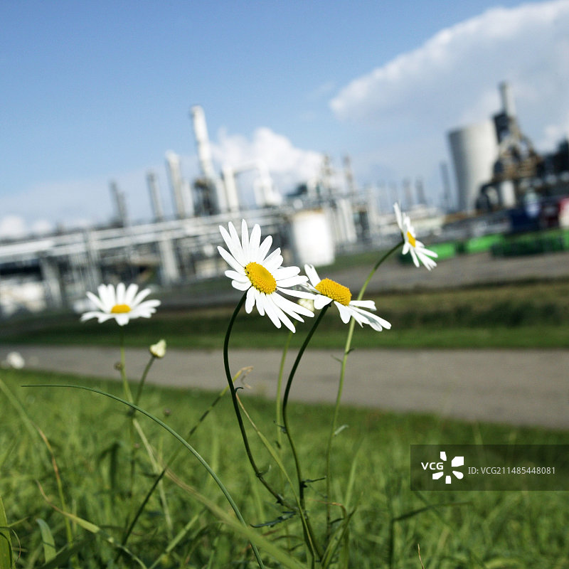 工业厂房周围的鲜花图片素材
