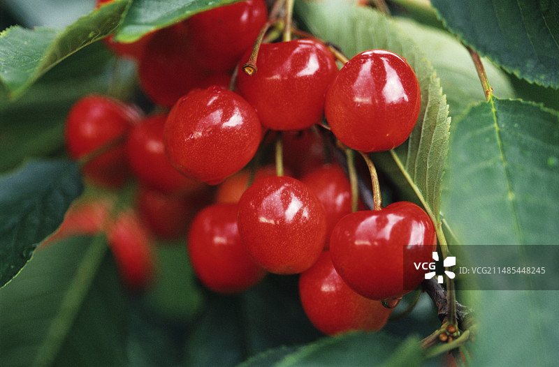 成熟的樱桃图片素材