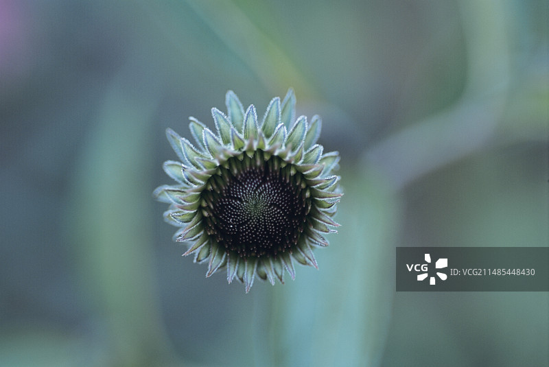 紫锥花图片素材