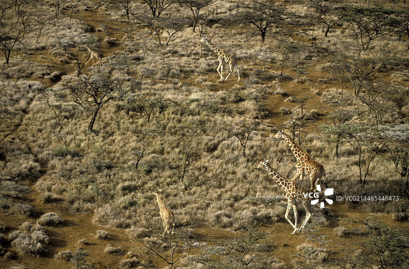 长颈鹿的迁移图片素材