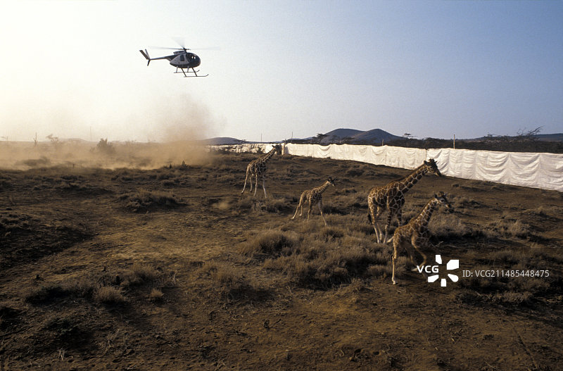 长颈鹿的迁移图片素材