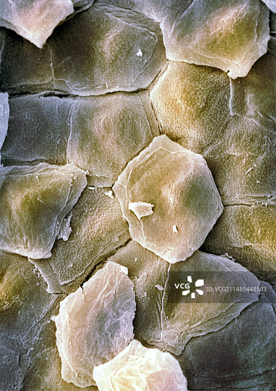 皮肤表面扫描电镜图图片素材