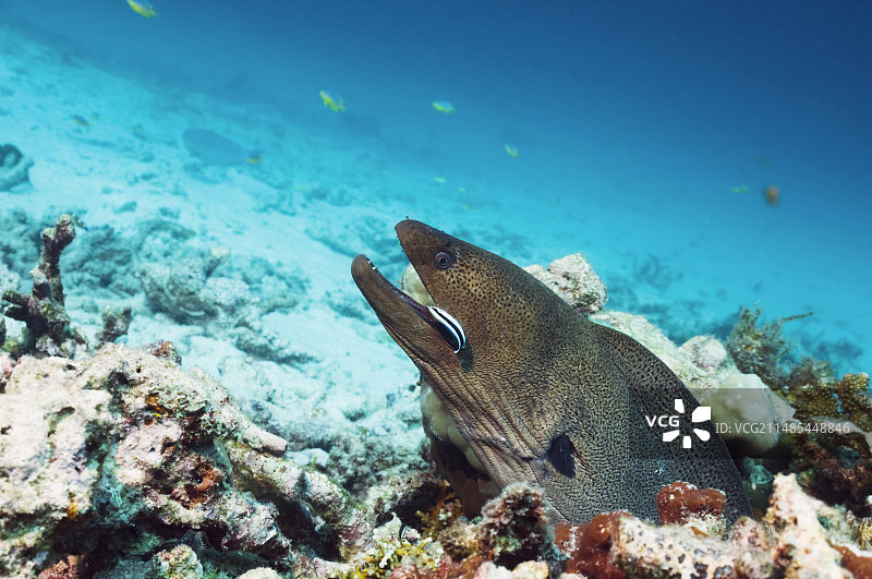 巨型海鳝和清洁鱼图片素材