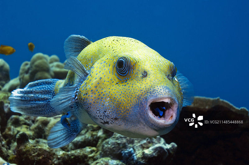 星斑河豚与清洁鱼图片素材