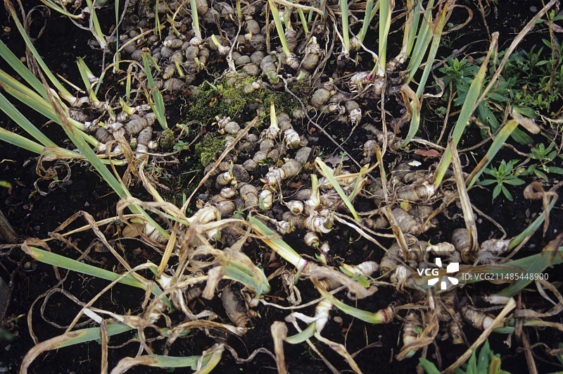 鸢尾根茎图片素材