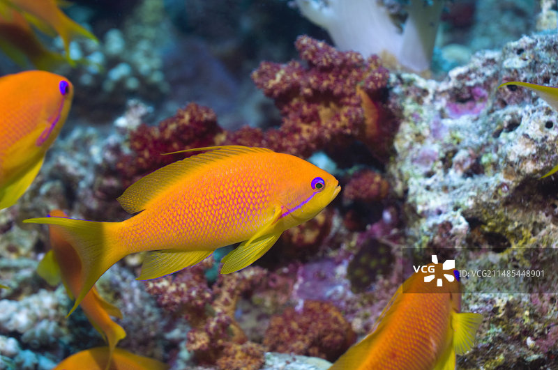 琴尾花鲈雌鱼图片素材