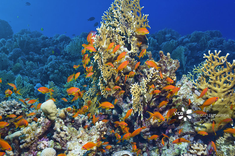 花鮨雌鱼和珊瑚图片素材