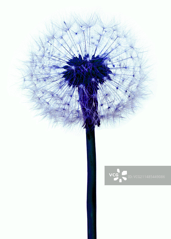 蒲公英种子头图片素材