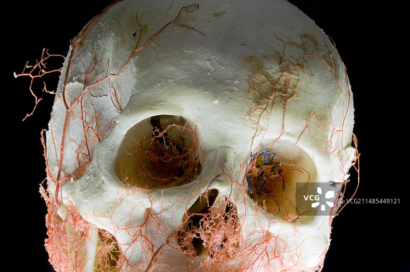 塑化头骨展品图片素材