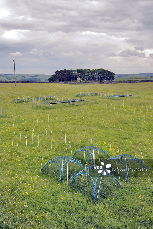 臭氧与植物生长实验图片素材
