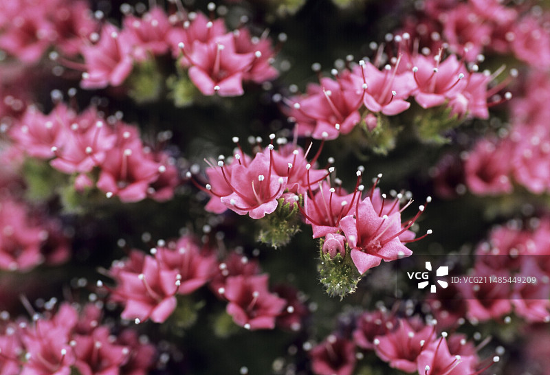宝石塔花朵图片素材