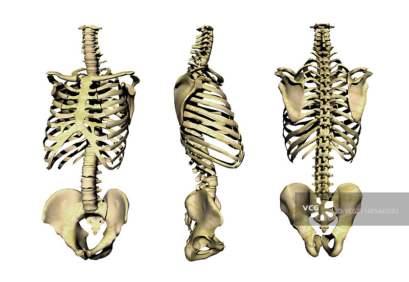 人体骨骼解剖结构图图片素材