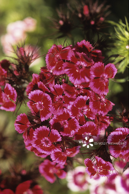 香石竹花图片素材