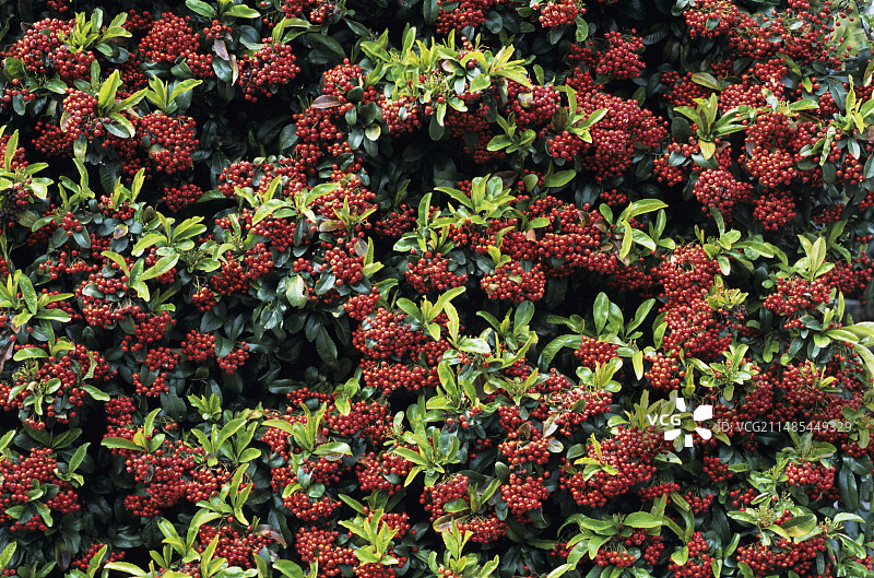 吉格海棠图片素材