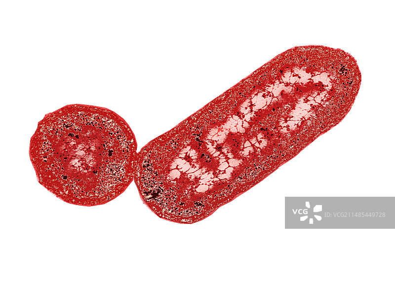 李斯特菌细菌，透射电镜图片素材
