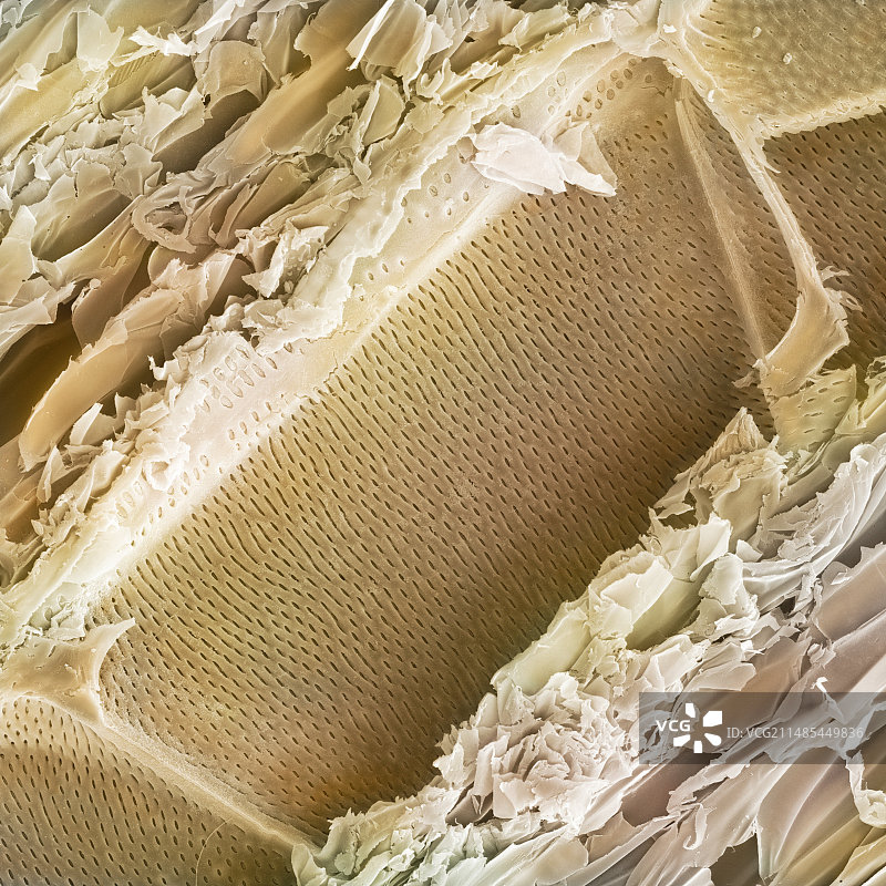 轻木结构，SEM图片素材