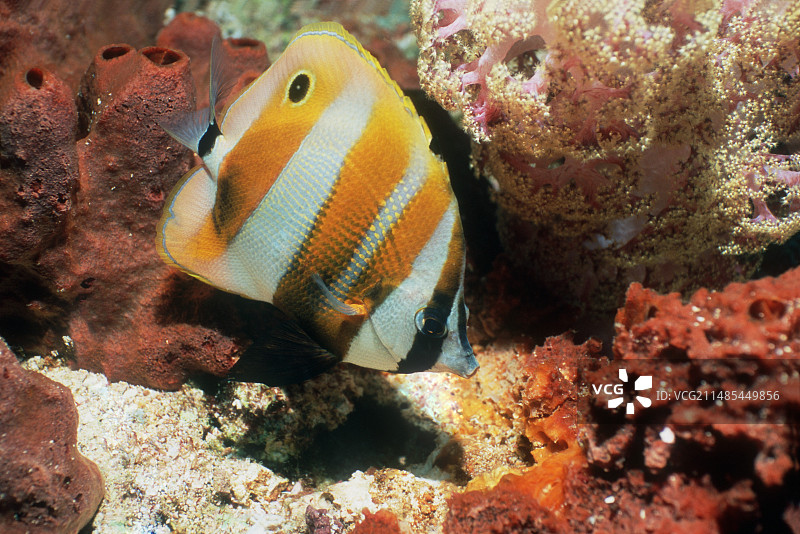 金腰蝴蝶鱼图片素材