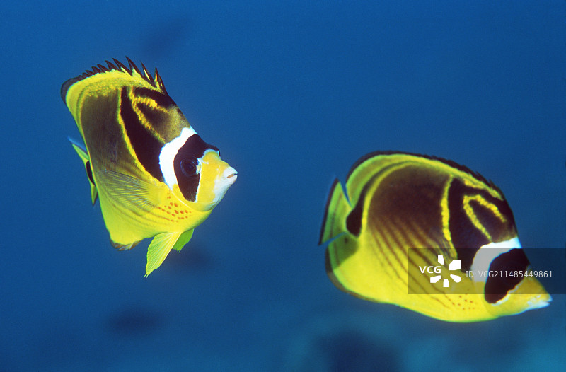 浣熊蝶鱼图片素材