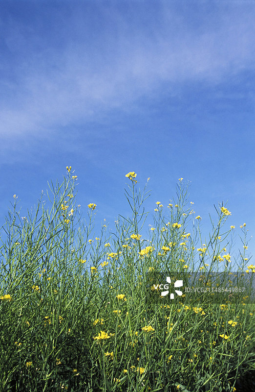 棕芥菜图片素材