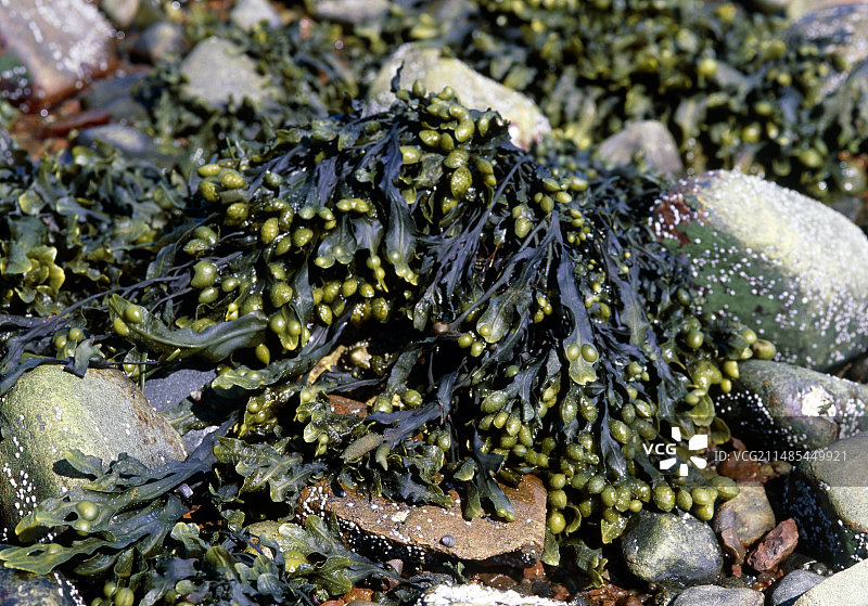囊状墨角藻图片素材