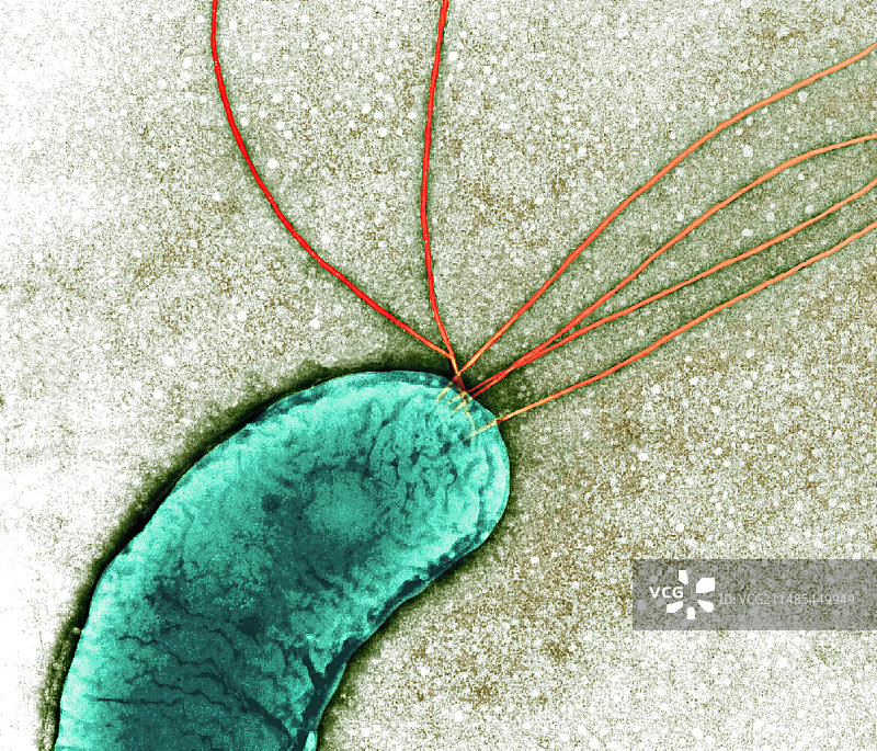 普通变形杆菌，透射电镜图片素材