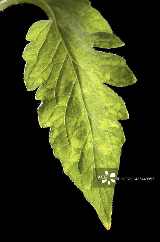 感染香瓜花叶病毒的叶子图片素材