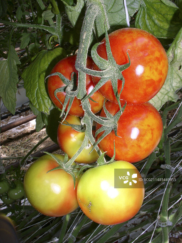 感染了花叶病毒的番茄植株图片素材