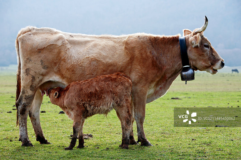 小牛吮吸母乳图片素材