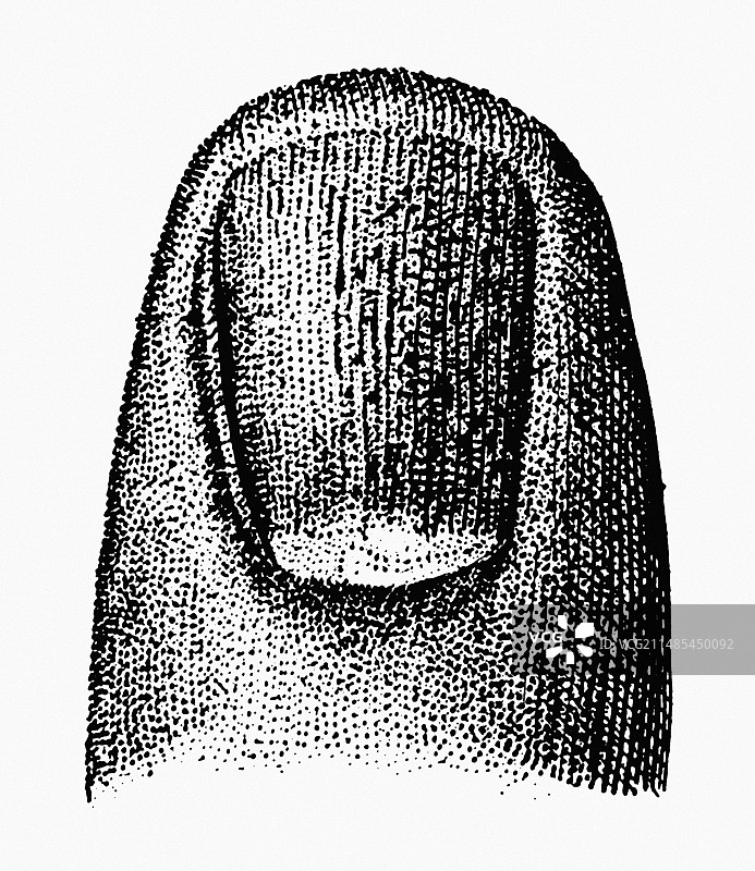 手指甲图片素材