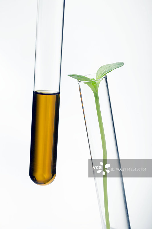 用向日葵生产生物燃料图片素材