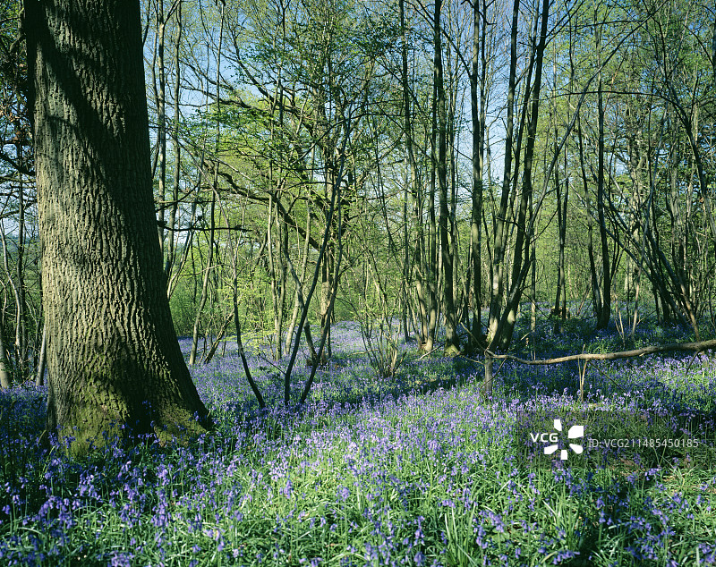 蓝铃花图片素材