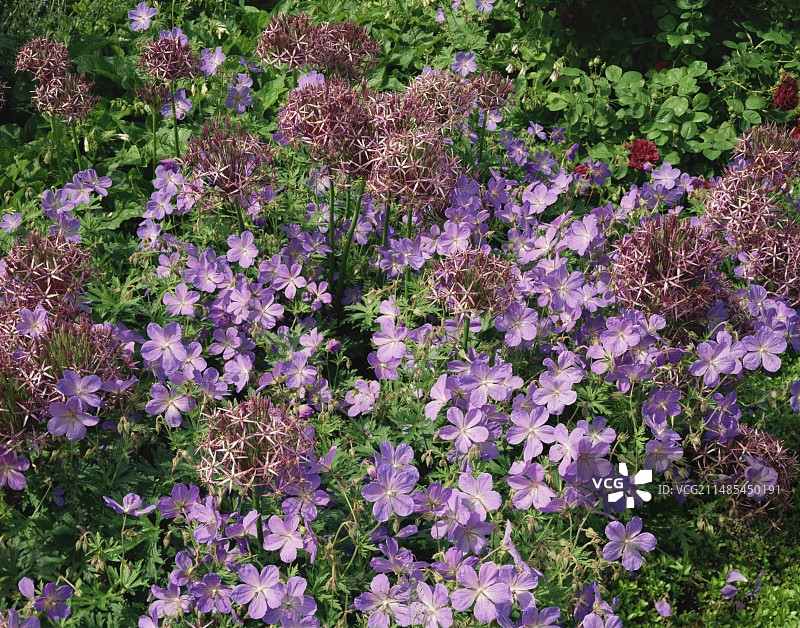 波斯之星花和天竺葵图片素材