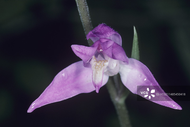 兰花的花图片素材