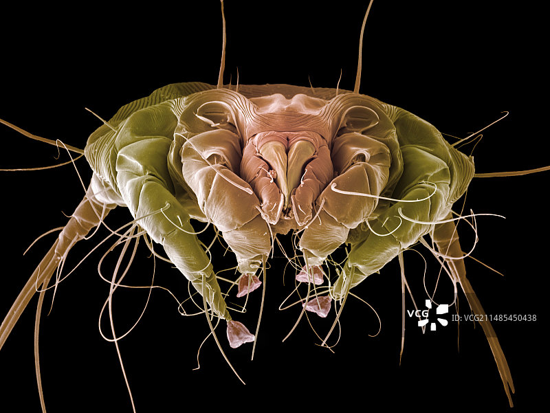 刺猬螨（扫描电镜显微图）图片素材
